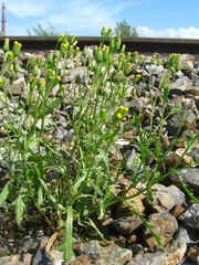Senecio dubitabilis