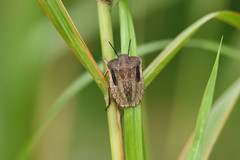 Chalcopis glandulosa