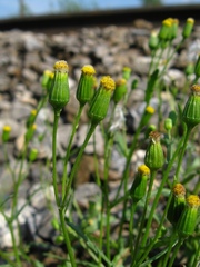 Senecio dubitabilis
