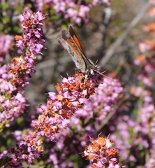 Capys alphaeus alphaeus