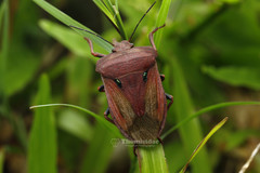 Chalcopis glandulosa