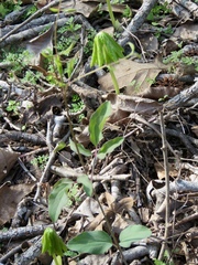 Clematis carrizoensis