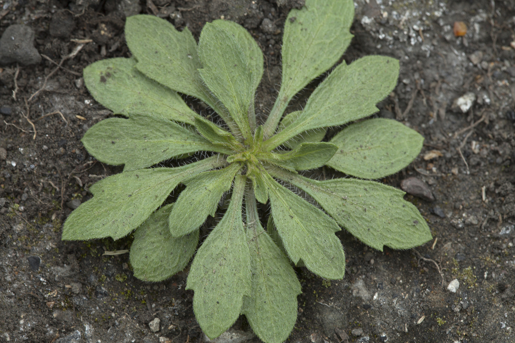 Erigeron miyabeanus