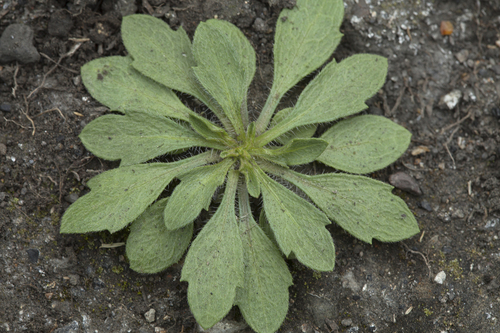 Erigeron miyabeanus iNat (1)