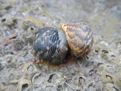 Nerita undata