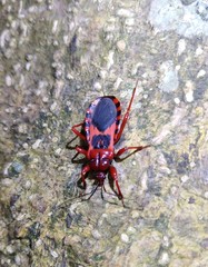 Haematoloecha nigrorufa