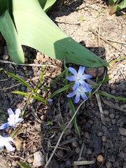 Scilla forbesii