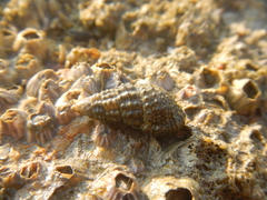 Clypeomorus
