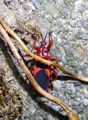 Haematoloecha nigrorufa