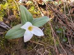 Trillium nivale