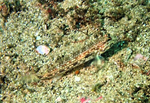Istigobius hoesei observed 2026-04-29