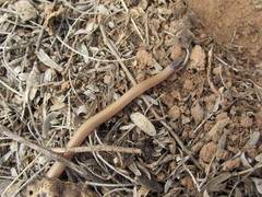 Tantilla hobartsmithi