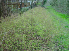 Symphoricarpos × chenaultii