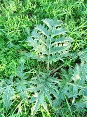 Cynara syriaca