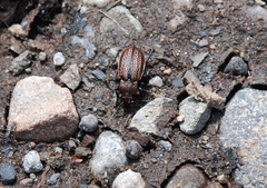 Carabus maeander