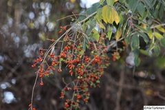 Rhus terebinthifolia
