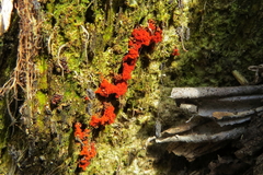 Metatrichia