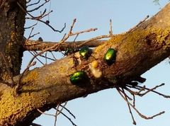 Protaetia cuprea ignicollis