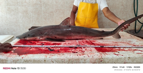 Carcharhinus falciformis