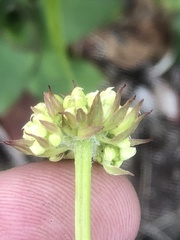 Hermas ciliata