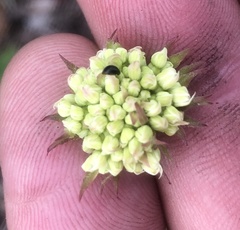 Hermas ciliata
