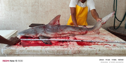Carcharhinus plumbeus