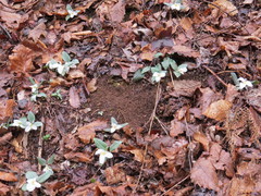Trillium nivale