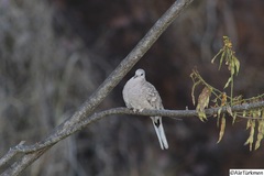 Columbina inca