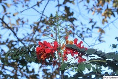 Caesalpinia pulcherrima