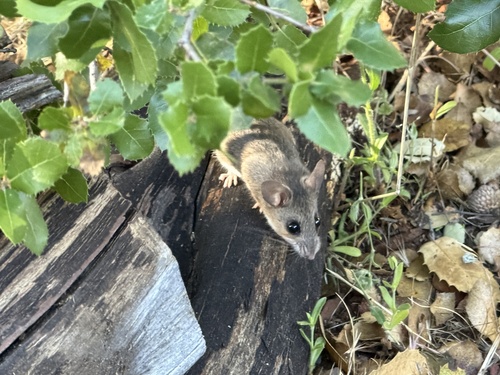 Peromyscus truei observed 2026-04-29