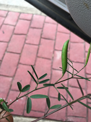 Vicia minutiflora