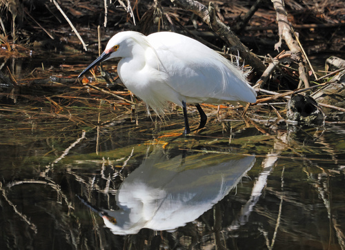 Snowy Egret photographed in Virginia