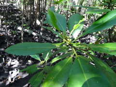 Ceriops pseudodecandra