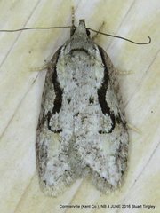 Semioscopis packardella