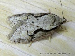 Semioscopis packardella