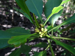 Ceriops pseudodecandra