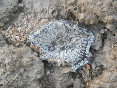 Heteractis