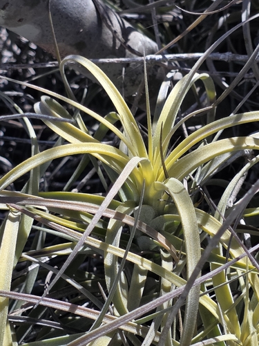 Tillandsia exserta, photograph 6
