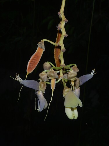 Mucuna urens, photograph 4