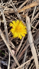 Tussilago farfara