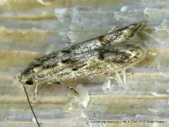 Blastodacna bicristatella