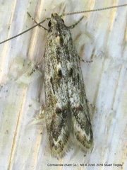 Blastodacna bicristatella