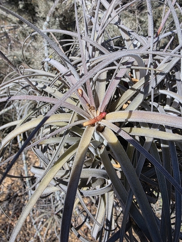 Tillandsia exserta, photograph 4