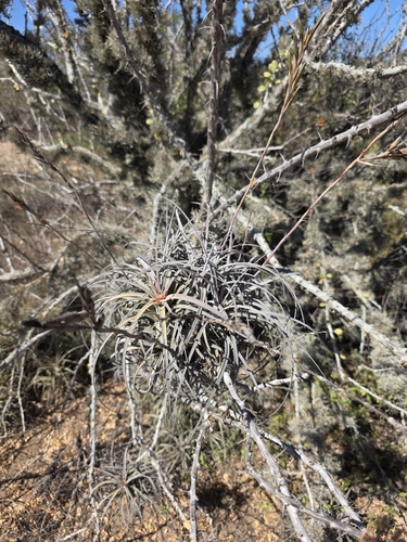Tillandsia exserta, photograph 5