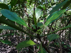 Ceriops pseudodecandra