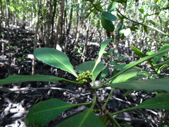 Ceriops pseudodecandra