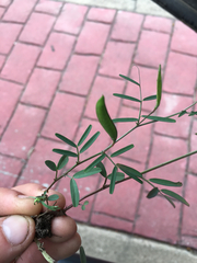 Vicia minutiflora