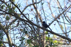 Melanotis caerulescens
