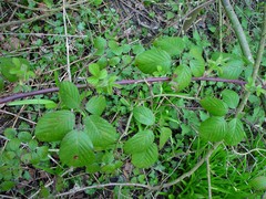 Rubus wirralensis