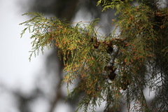 Cupressus torulosa